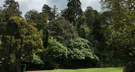 «лес самоубийц», так он известен во всем мире. Trees | Grounds and Gardens | University of Exeter