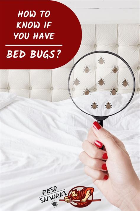 Bed bugs being nocturnal, it is very unlikely that you come across these insects during day time. Bed Bug Signs: How to Know If You Have Bed Bugs? | Bed ...