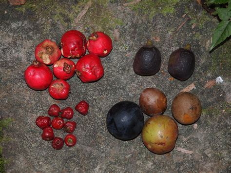 Subtropical Rainforest Fruits Fruits Collected From A Subt Flickr
