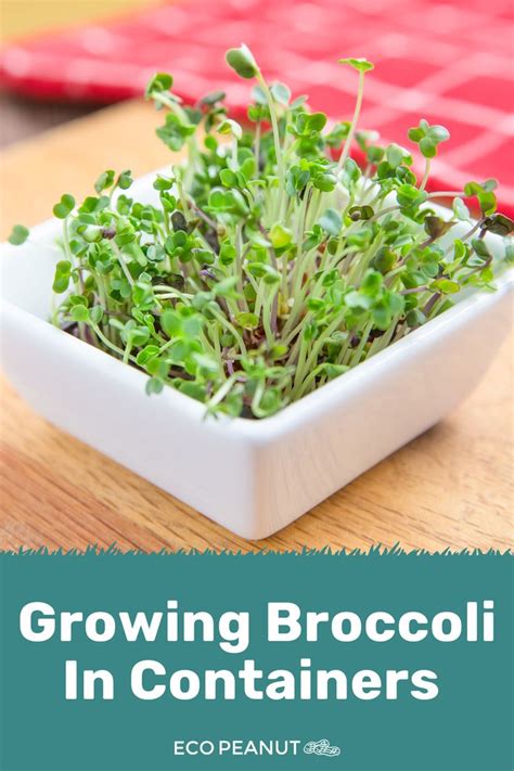 We start broccoli from seed and go over all the details like soil selection, fertilizer schedule, pest control etc to let you. Growing Broccoli in Containers - The Simple and Easy Way ...