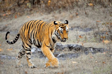 Book Bandhavgarh Tour Packages At The Best Price