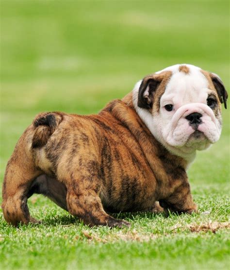 Top English Bulldog Tail Types Don T Miss Out Bulldogs