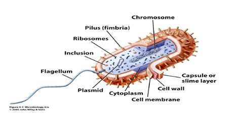 Bacterial Cell Ppt Powerpoint