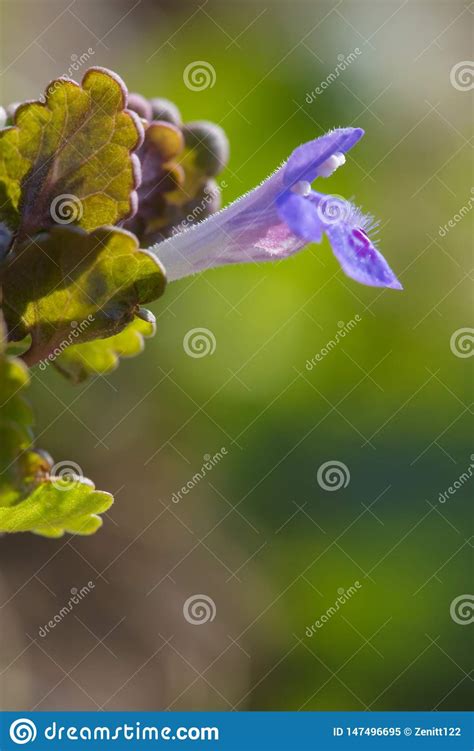 Very Beautiful Spring Flower Closeup Stamens Pistils And