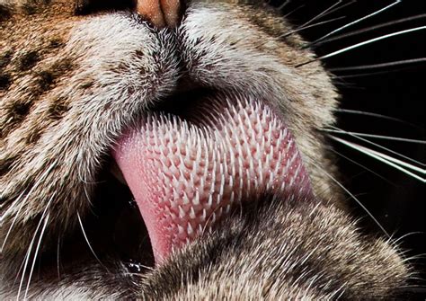 Cats Tongues Are Creepy Imgur Wtf Fun Facts True Facts Funny Facts