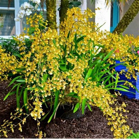 Buy Yellow Dancing Girl Orchids Online Golden Shower Oncidium Orchids