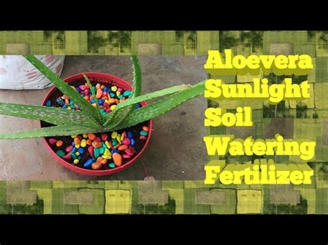 Apr 22, 2021 · outdoor aloe vera light requirements. How to grow Aloe vera? soil? watering? sunlight? अऐलोवेरा ...