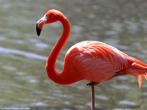 Flamingo Bahamas National Bird National Symbols Pinterest