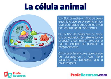 Top 176 Imagenes De La Celula Animal Y Vegetal Destinomexicomx