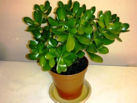 One of the most popular types of jade plants is the crassula ovata variety which is also commonly named the money plant, dollar plant, money tree, and lucky plant. Green Issues: Some pictures of my plants and pictures of ...