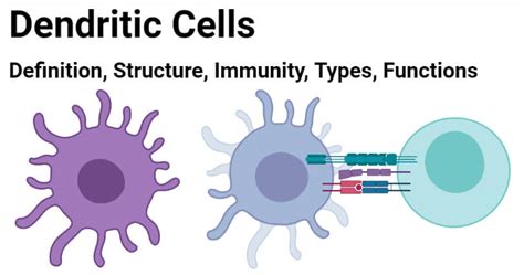 Types Of Dendritic Cells