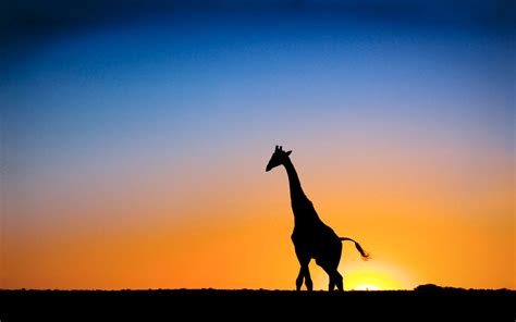 Sunset And Giraffe Botswana Wallpapers Hd Wallpapers Id 4877