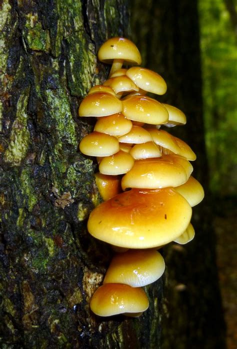 Honey Mushroom New Hampshire Garden Solutions