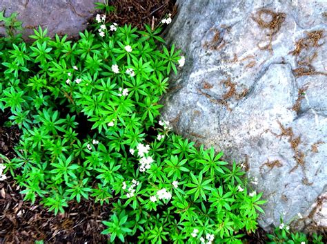 Sweet Woodruff Evergreen Shade Groundcover Native To Europe Sweet