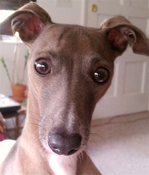 Welcome to the italian greyhound club of america. Meet Vincent and Gino - Two Beautiful Italian Greyhounds ...