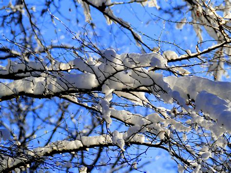 무료 이미지 나무 자연 분기 꽃 하늘 화이트 햇빛 잎 서리 봄 가을 눈이 내리는 푸른 시즌 작은