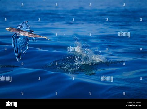 Flyingfish High Resolution Stock Photography And Images Alamy