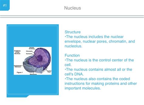 11 dna is the instructions for making what? Eukaryotic cell structures - Marisa Mobilia - Screen 2 on ...