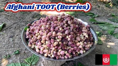 Afghanistan Toot June 12th 2020 Afghan Village Fresh Berries
