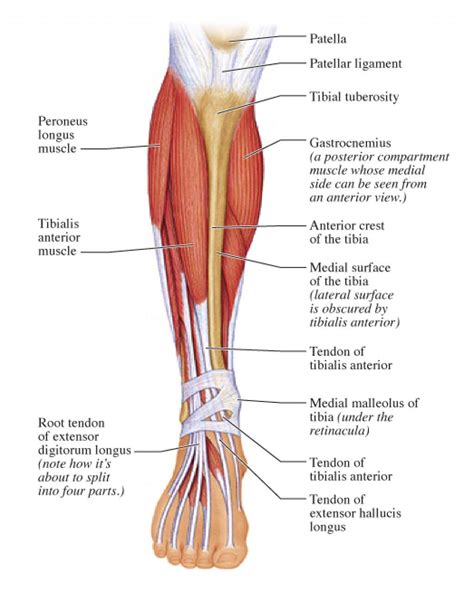 Leg Muscles Diagram Leg Muscles Anatomy Muscle Anatomy
