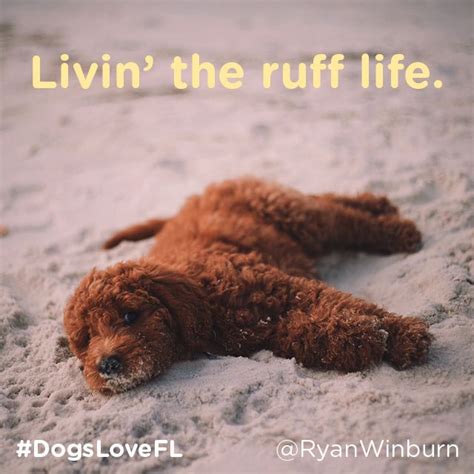 Livin The Ruff Life Dogslovefl Dog Friendly Vacation Dog Friends