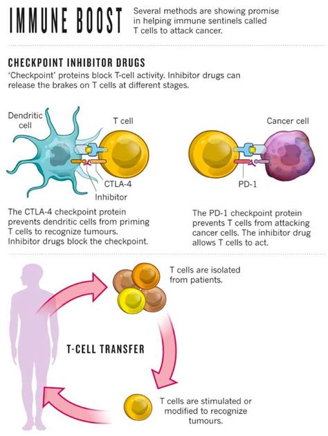 Immunotherapy Jimmy Carters New Cancer Treatment Explained Vox