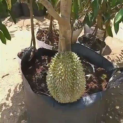 Pohon Bibit Durian Bawor Super Unggul Cepat Berbuah Tanam Dalam Pot