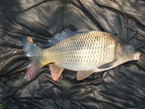 South African Common Carp Photographs And Pictures