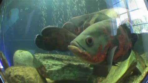Check spelling or type a new query. Live feeder fish swims out of oscars mouth! - YouTube