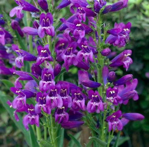 Red, pink, purple, yellow and orange. Beardtongue Penstemon barbatus Delfts Blue Riding Hood ...