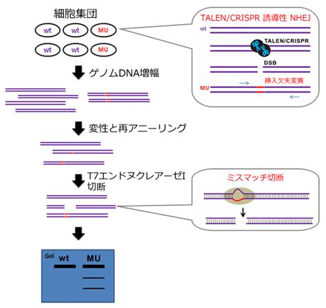 More recently, scientists have begun engineering and testing crispr systems to be very specific to a desired genetic target. IndelCheck TM CRISPR/TALEN indel detection system advanced（GCP-IC001-50RXN ...