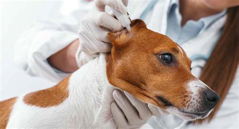 Oormijt Bij Honden Oorzaken Symptomen En Behandeling Uitgelaten Hond