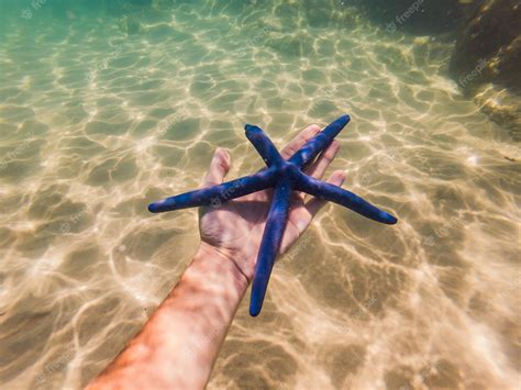 Premium Photo Blue Starfish In The Hands Under Water
