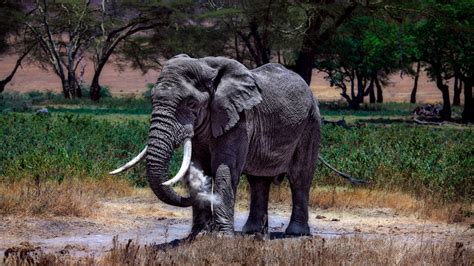 Download Wallpaper Large Elephant In Serengeti National Park 2560x1440