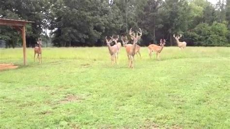 Alabama Whitetail Deer Farm Youtube