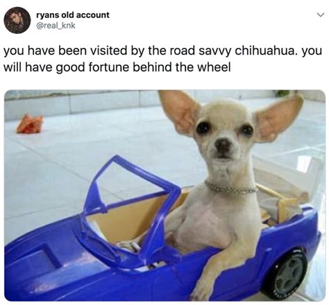 Funny Chihuahua Memes Clean Pets Lovers