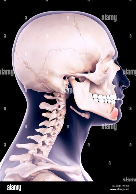 Depressor Labii Inferioris Muscle High Resolution Stock Photography And
