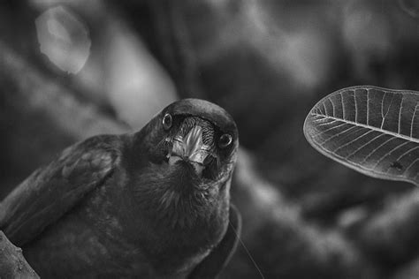 Raven Close Up Black And White Photograph By Douglas Barnard Fine