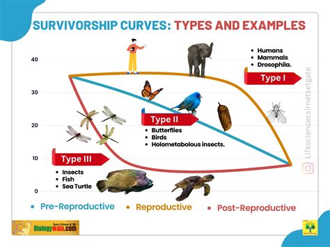 Survivorship Curves All 3 Types And Their Important Examples