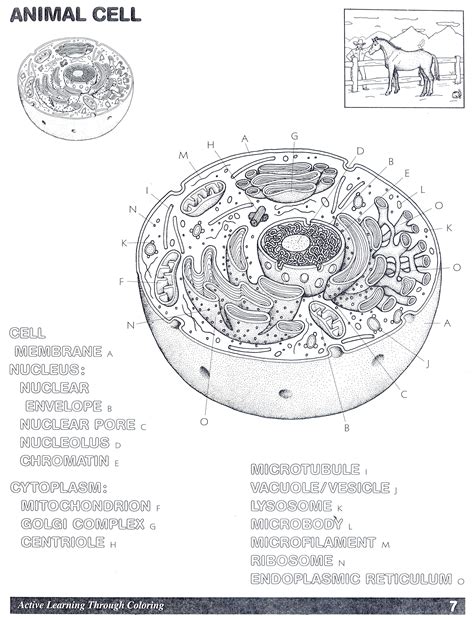Animal Cell Diagram Clip Art Library
