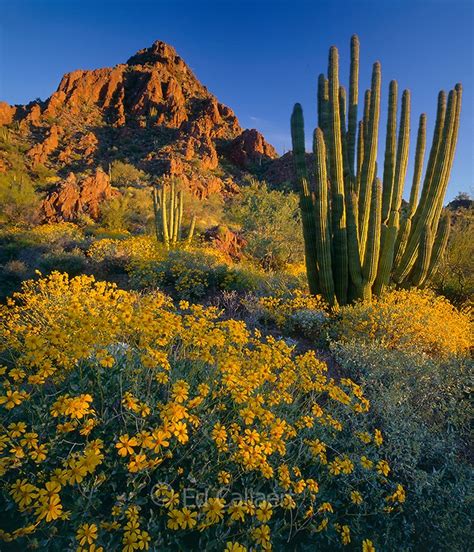 Enjoy beautiful scenic mountain backdrops. Organ Pipe National Monument | ARIZONA | Pinterest