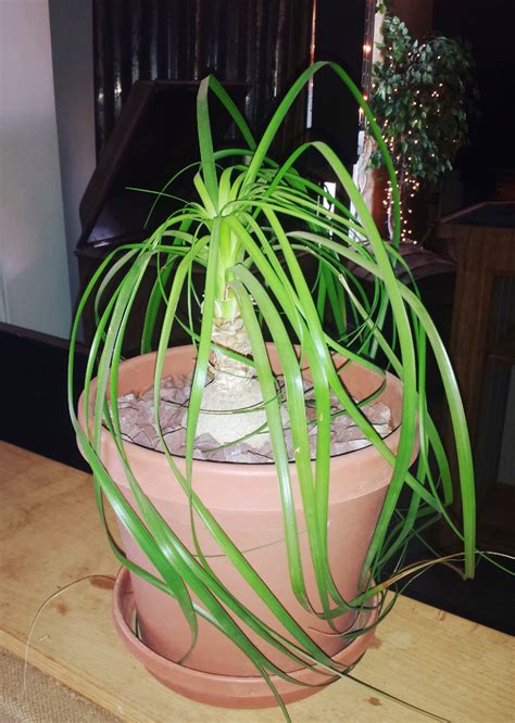 Why is the water in a cactus not generally potable? Ponytail Palm: How to Grow Indoors | The Old Farmer's Almanac