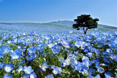 Beautiful “nemophila Harmony” At Hitachi Seaside Park Japan Virágok