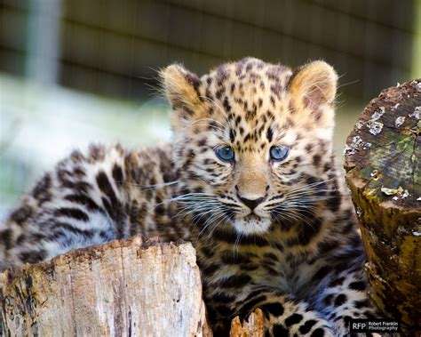 Dsc Amur Leopard Cub Rob Franklin Flickr