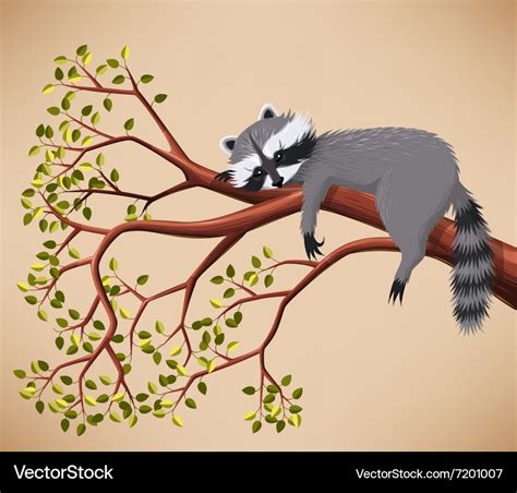 Raccoon On The Tree Royalty Free Vector Image Vectorstock