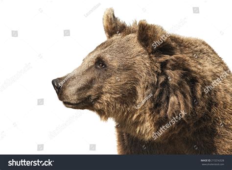 Bear Isolated On White Background Stock Photo 213216328 Shutterstock