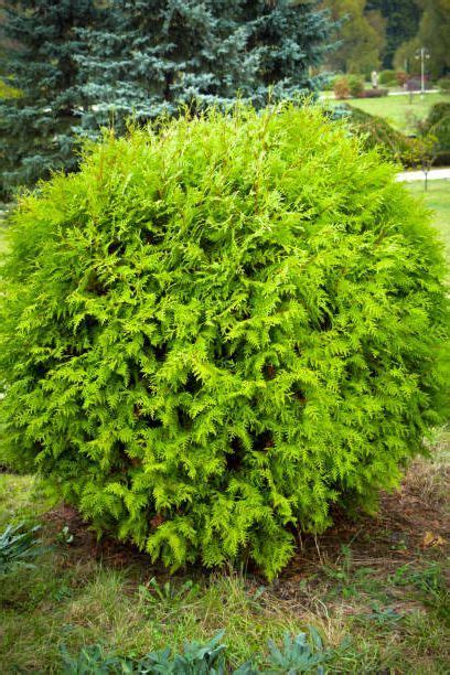 Essential Evergreen Shrubs Best Types Of Evergreen Bushes