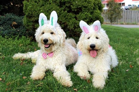 Visit us now to find the right goldendoodle for you. Oregon Live Puppies Goldendoodle - Pets and Animal Educations