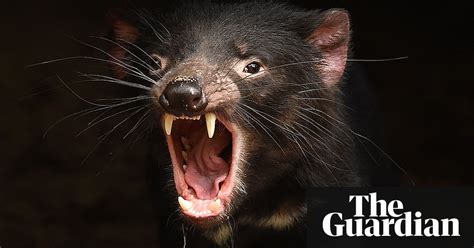 Tasmanian Devils Developing Immune Response To Contagious Face Cancer