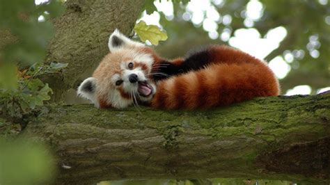 Petition · Stop Red Pandas From Becoming Endangered ·